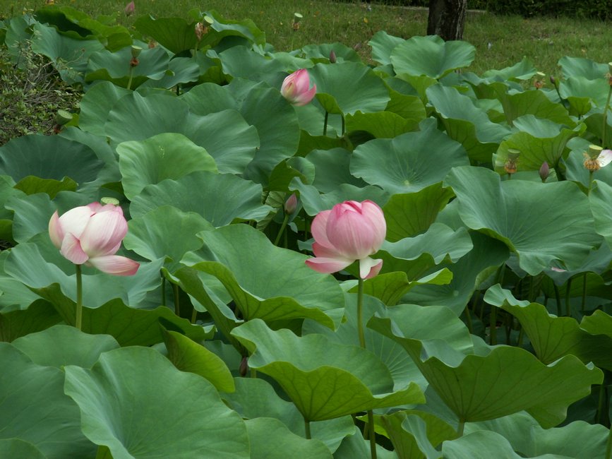 PICT0014.JPG
